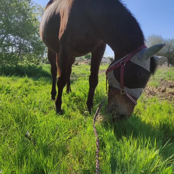 Centre équestre La Ballarade