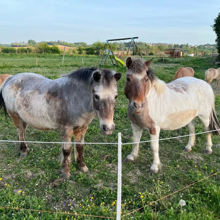 Centre équestre La Ballarade